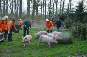 Feuerwehrleute treiben die geretteten Tiere in eine nahegelegene Scheune