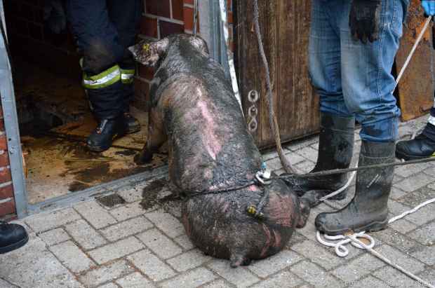 Tierrettung Schweine Gülle